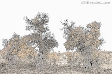 素描 胡楊林