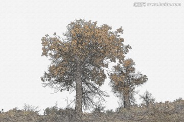 素描 胡楊林