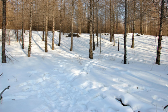 雪景