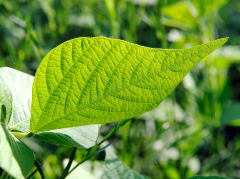 植物叶子