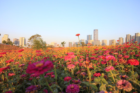 花海