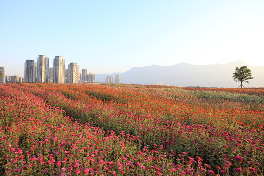 城市与森林