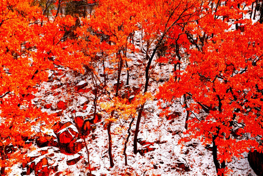 雪地里的红橡树