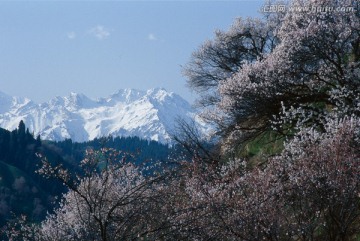 野杏花 天山春季 雪山冰川