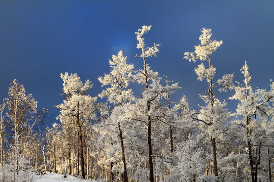 雪林