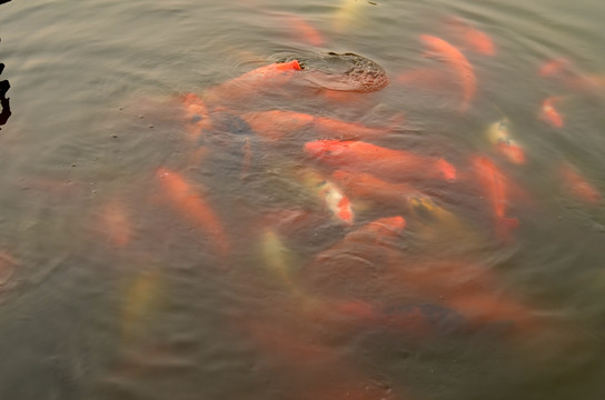 一群红鲤鱼
