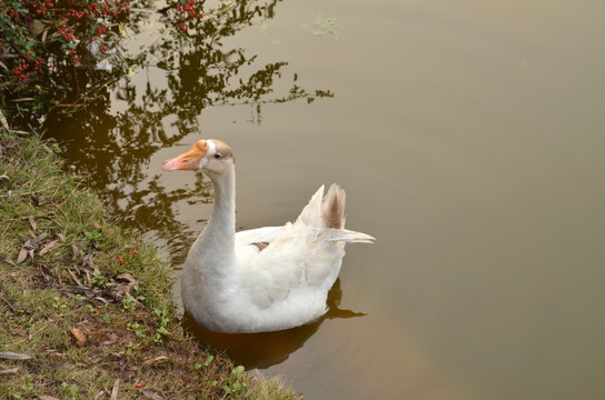 白鹅 鹅