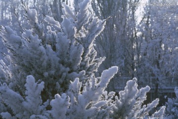 雾凇景观 冰雪旅游 冰天雪地