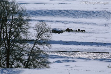 天山牧场 冬季雪原 唐布拉冬季