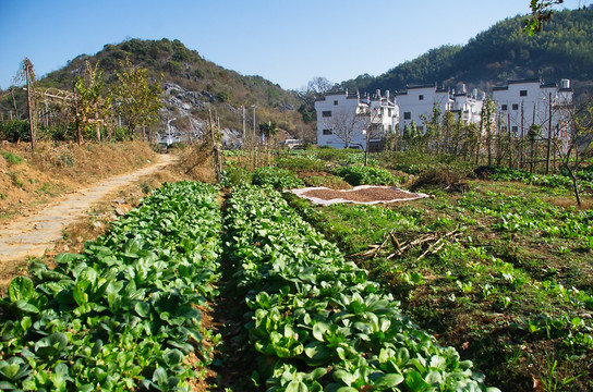 原生态农田