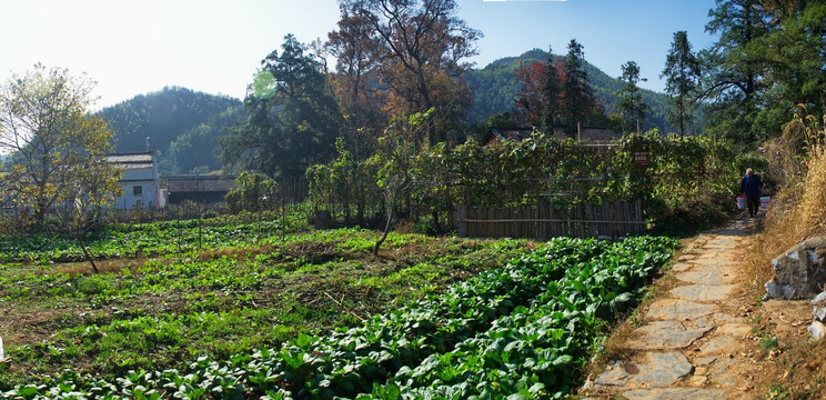 原生态树林