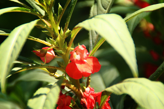 凤仙花 指甲花