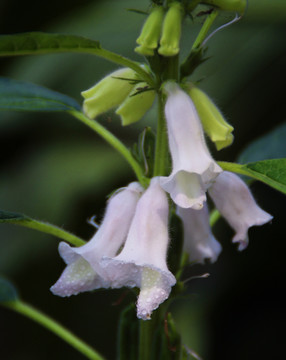 芝麻花