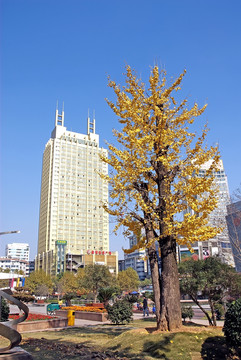 金华人民广场银杏树