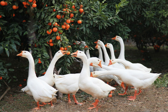 橘树下的鹅群