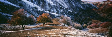 雪压红叶（全景宽幅）