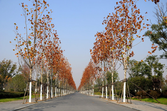 秋景秋色 道路