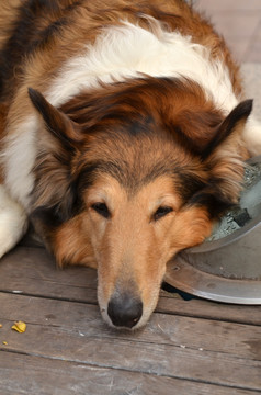 牧羊犬 狐狸犬