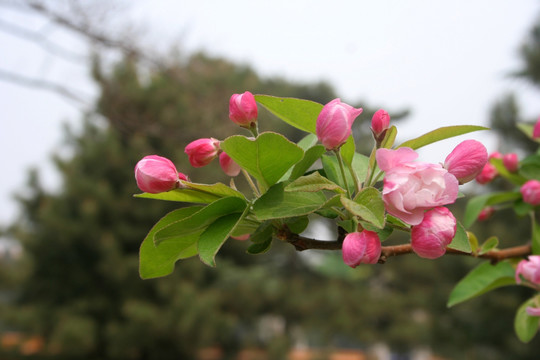 海棠花 春天