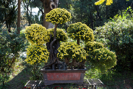 菊花 盆景