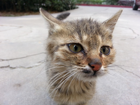 小黑猫