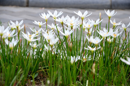 白花葱兰 葱莲