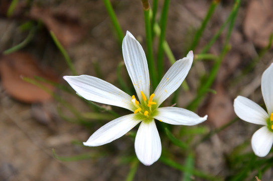 白花葱兰 葱莲