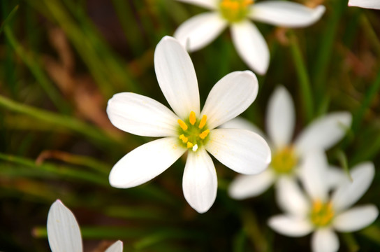 白花葱兰 葱莲