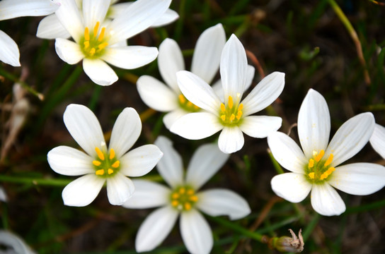 白花葱兰 葱莲