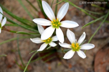 白花葱兰 葱莲