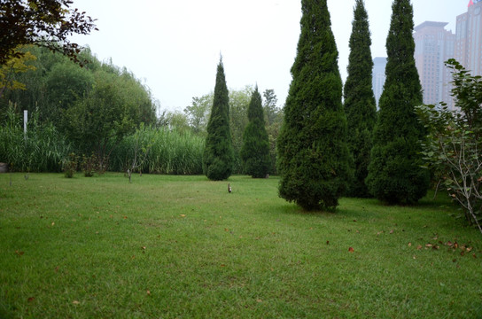 松树 绿色风景 绿草地 树木