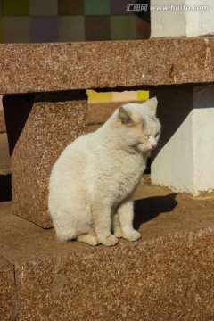 眯眼大白猫