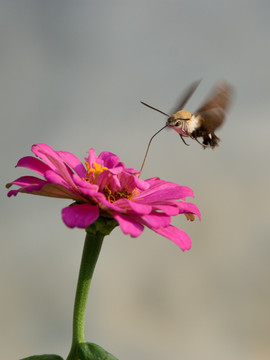 悬停采蜜于非洲菊的蜂鸟蛾