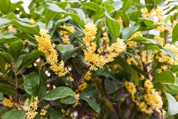 桂花飘香