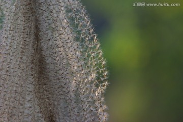 花草