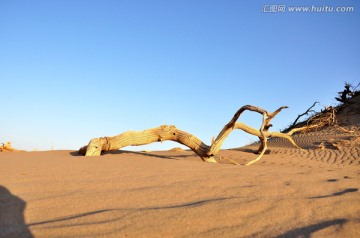 沙漠枯樹