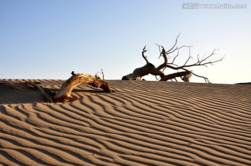 沙漠胡杨林