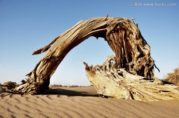 沙漠古樹 永恒之門