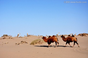 巴丹吉林沙漠 内蒙古 野骆驼