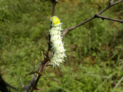 刺虫