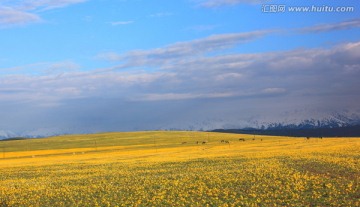 伊犁草原