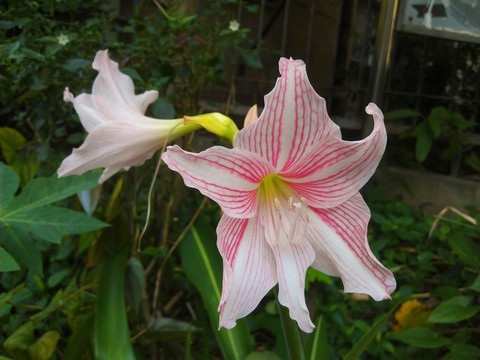 百合花 花卉