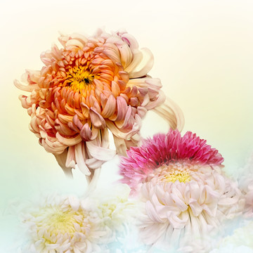 唯美菊花