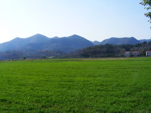 麦田