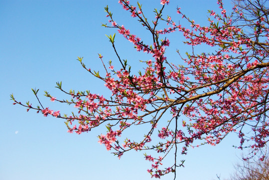 桃花