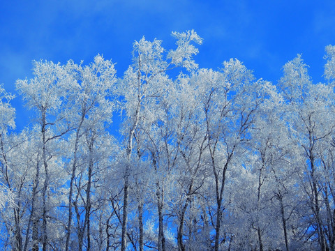 雪林