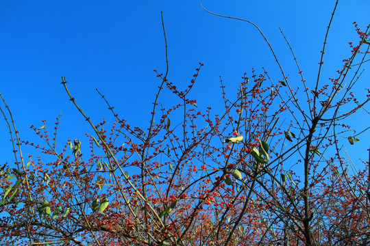 红豆果 果实 野果