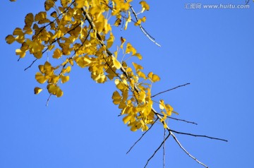 广东韶关南雄帽子峰杏叶