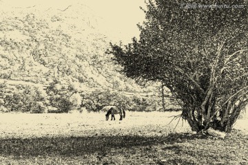 田野風(fēng)光（素描畫）