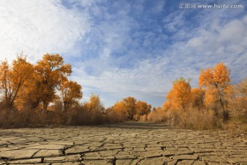 沙漠胡杨